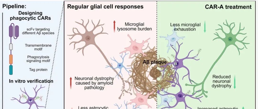 《Science》+《Cell》双剑合璧！陈昀等及李伟/周琪等为AD治疗开发细胞与分子新武器：CAR-A星形胶质细胞疗法与SPYTACs蛋白降解技术
