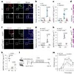 Nat Immunol | “破壁”而出！华中科技大学武宁等团队发现XKR8通过破坏质膜脂质不对称性，程序性调控中性粒细胞胞外陷阱形成