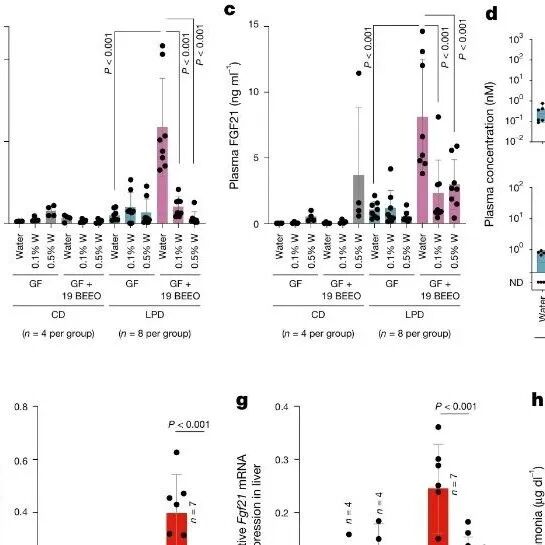 《Nature》解码“吃出来的燃脂体质”：低蛋白饮食经肠道菌群“翻译”，通过胆酸与氨双通路启动脂肪“褐变”