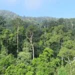 Plant Diversity | 我刊副主编张健团队：区域种库如何影响中国亚热带和热带森林树种丰富度和稀有性？