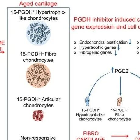 Science | 不仅长肌肉，还能修关节？华人学者联手合作发现阻断衰老酶，激活前列腺素通路，无惧关节衰老