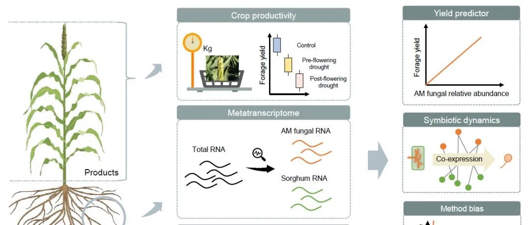 iMetaOmics | 微生物所高程组利用根系宏转录组揭示丛枝菌根真菌的群落丰度、功能特征及共生互作机制