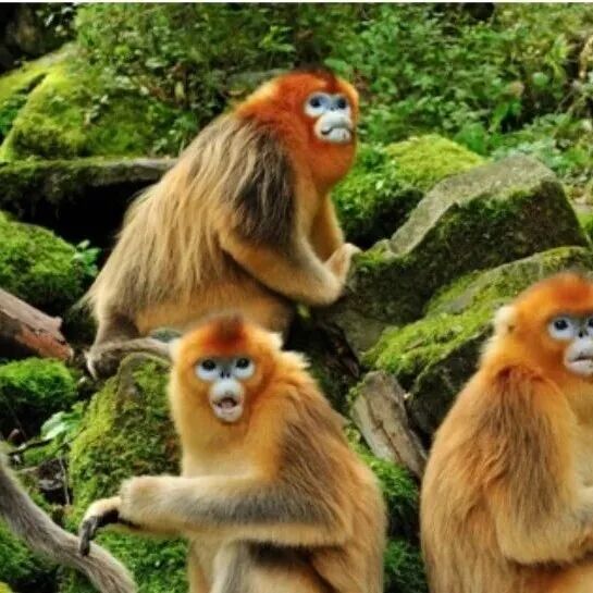 同性恋为何没有在进化中消失？《Nature》头条：同性性行为有助于灵长类生存和繁衍