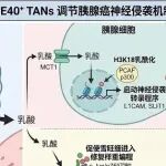【国自然修改1小时完成案例】基于成熟算法的评估与修改意见，对你标书Word原文进行红色字体嵌入式改稿