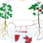 中国农业大学连发《Science》+《Nature》