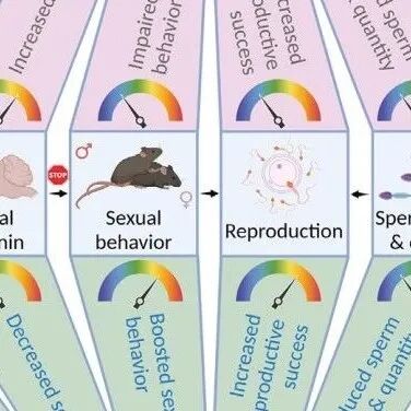 Cell Metab | 间歇性禁食还能增强性行为！青岛大学周宇等表明间歇性禁食通过限制色氨酸和血清素的中枢可用性来促进性行为