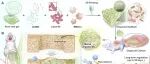 上海大学苏佳灿/任肖湘与合作者 Matter：植物来源的生物墨水构建免疫诱导型骨类器官促进骨修复