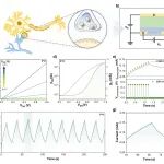 国科大倪振杰、化学所王翰林、厦大/天大胡文平 JACS：配体促进的铜催化DArP合成高性能有机混合离子电子导体