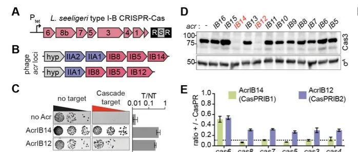 噬菌体Cas阻遏蛋白抑制多种CRISPR-Cas转录