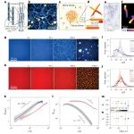 研究进展：粗化，活性流体-DNA液滴 | Nature Physics