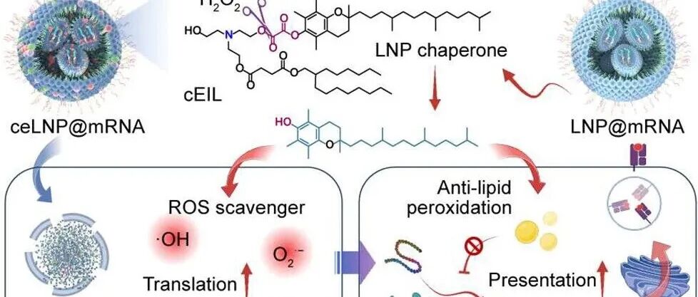 【JACS】LNP氧化还原调节伴侣促进长效抗原提呈以及增强mRNA疫苗效力
