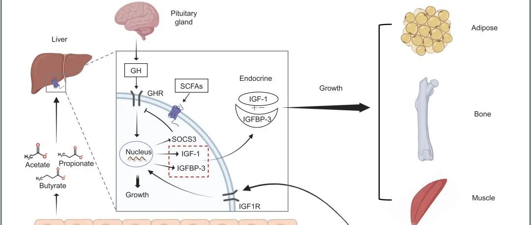 iMetaOmics | 华南理工张斌课题组-解析完整豆类细胞饮食调控生长轴的宿主代谢机制