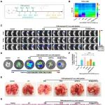 Materials Today Bio｜青岛大学亓洪昭团队：外泌体膜仿生纳米药物靶向抑制转移前生态位PMN，重塑肺部微环境，有效遏制乳腺癌肺转移