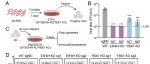 PNAS | 清华大学丁强等团队发现戊肝病毒复制必需的两个关键宿主蛋白，为开发首个抗HEV特效药奠定基础