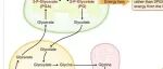 New Phytologist | 光呼吸捷径：实现高产光呼吸旁路作物的途径和挑战