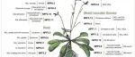 New Phytologist | 大海捞针：NRT1/PTR家族(NPF)转运蛋白的功能表征