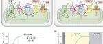 New Phytologist | 精准调控C4光合引擎：提升作物产量与固碳能力