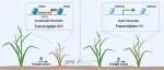 JIPB | 热点评论：根际微生物SRB释放硫化氢增强水稻抗旱能力的表观遗传机制
