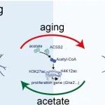 Nat Aging | 守护髓鞘的"种子库"：福建医科大学张静/陈晓春表明，ACSS2维持少突胶质前体细胞池，抵抗衰老相关认知衰退
