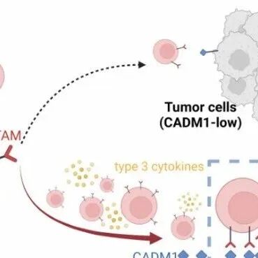 Nat Cancer | 鱼和熊掌兼得，南方医科大学董忠谊等揭示“减毒不减效”的肿瘤免疫治疗新靶点