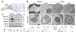 Autophagy | “细胞大扫除”如何赋能神经修复？陈佺/刘垒/周炳发现线粒体自噬受体FUNDC1是决定轴突能否再生的“总开关”