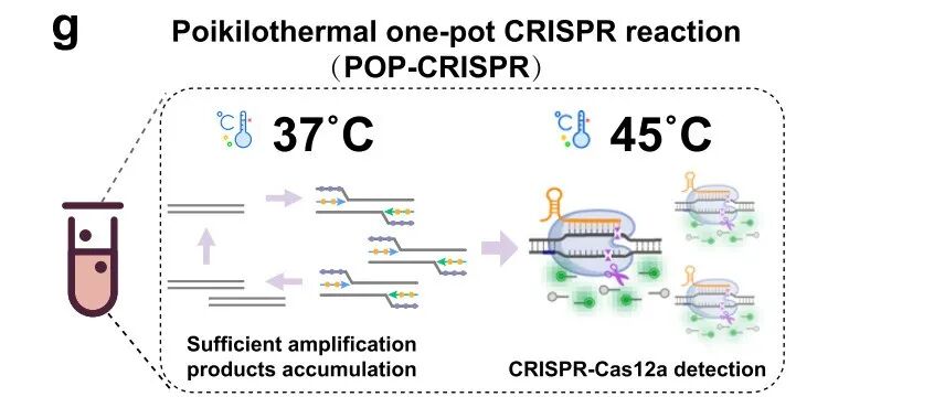 Nat. Commun. \u00A6用于CRISPR-Cas12a一锅法检测的耐热非经典PAM的识别
