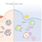 Autophagy | 细菌的“生存钥匙”！陆军军医大学曾浩/邹全明发现金黄色葡萄球菌分泌Hla“绑架”LGALS3，关闭细胞“清洁系统”