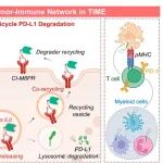 PNAS | 南京大学魏嘉等团队开发内溶酶体回收嵌合体平台，可循环清除PD-L1，重塑肿瘤免疫网络增强疗效