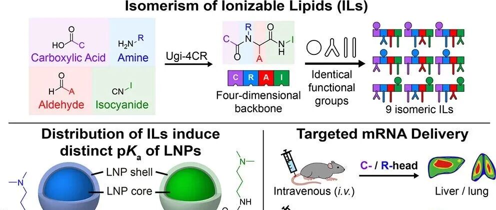 【Journal of the American Chemical Society】揭示可电离脂质异构体在调控脂质纳米颗粒以实现mRNA递送中的作用