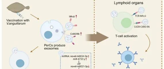 Cell Commun Signal｜中国海洋大学水产学院迟恒教授：鱼类腹腔外泌体参与细胞间交流及疫苗抗原信号呈递