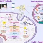 Journal of Animal Science and Biotechnology｜吉林大学杨润军团队：乳源外泌体中乳脂代谢相关miRNAs筛查分析功能鉴定