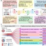 Cancer Res | 破解MYC信号持续激活之谜：上海交通大学孙伟/华莹奇等团队锁定RNA结合蛋白TENT5A，为阻断骨肉瘤恶性进程提供新策略