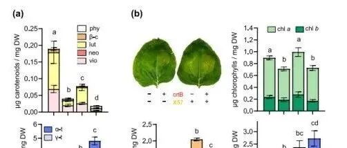 PBJ\u00A0|\u00A0西班牙瓦伦西亚理工大学团队开发出一种新型化合物能显著提高植物叶片维生素E含量为植物营养强化提供新策略