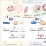 Autophagy | 肺纤维化的“刹车失灵”！ 中山大学赖晓帆等团队揭示致病蛋白SFRP2通过破坏线粒体自噬，使促纤维化细胞“失控”活化