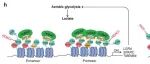 Cell Death & Differ | 吉林大学曾雷等团队鉴定BRD9为组蛋白乳酸化“阅读器”，驱动肝细胞癌染色质重塑与基因转录