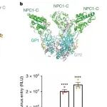 Nature | 马尔堡病毒为何更致命？李放等团队破解马尔堡病毒入侵结构，为广谱抗体药物设计铺路
