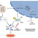 PNAS | 南京医科大学周祥团队破解心肌梗死中心肌死亡新机制