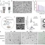 Analytical Chemistry｜国科温州研究院王志刚/邹灵龙/戴陆如团队：基于多分散微液滴的简便方法用于单颗粒水平细胞外囊泡聚糖异质性解析