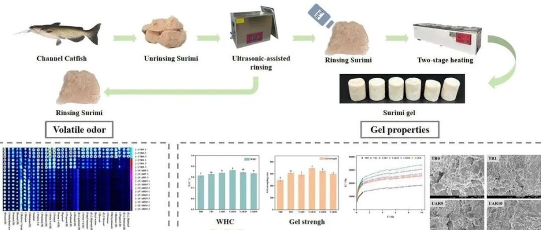 Food Chem. |\u00A0广东海洋大学刘书成教授等：超声辅助漂洗对斑点叉尾鮰鱼糜品质的影响：聚焦凝胶特性与气味特征