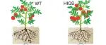 PNAS | 华中农业大学孙明/郑金水首次揭示DNA 6mA修饰调控根结线虫毒力，去甲基化酶为防控新靶点