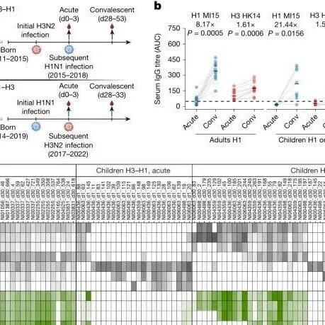 Nature | 童年流感感染如何“锁定”未来免疫力？孙佳毅等发现免疫印记严重削弱关键保护性抗体