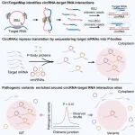 Mol Cell\u00A0| 生物物理研究所薛愿超团队提出circTargetMap，揭示circRNA像“分子海绵”隔离mRNA至无膜颗粒，调控基因表达