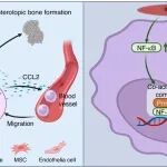 Bone Res | 锁定异位骨化早期炎症“开关”：海军军医大学卢旭华/韩超峰/王海滨揭示表观遗传因子PRMT6是驱动疾病的关键放大器