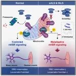 Neuron | 渐冻症的致病枢纽，南京医科大学郭兴等发现PGAM5驱动的线粒体逆行信号有效延缓ALS疾病进展