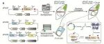 New Phytol | 中科院水生所联合宁波大学构建基于Cre重组酶的无筛选标记高效合成EPA微藻细胞工厂