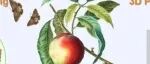 Adv Sci | 植保所研发3D打印可降解可回收昆虫性信息素新型载体