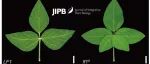 JIPB | 转录因子LF1通过与GmTCP3及GmLFY信号网络相互作用调控复叶发育