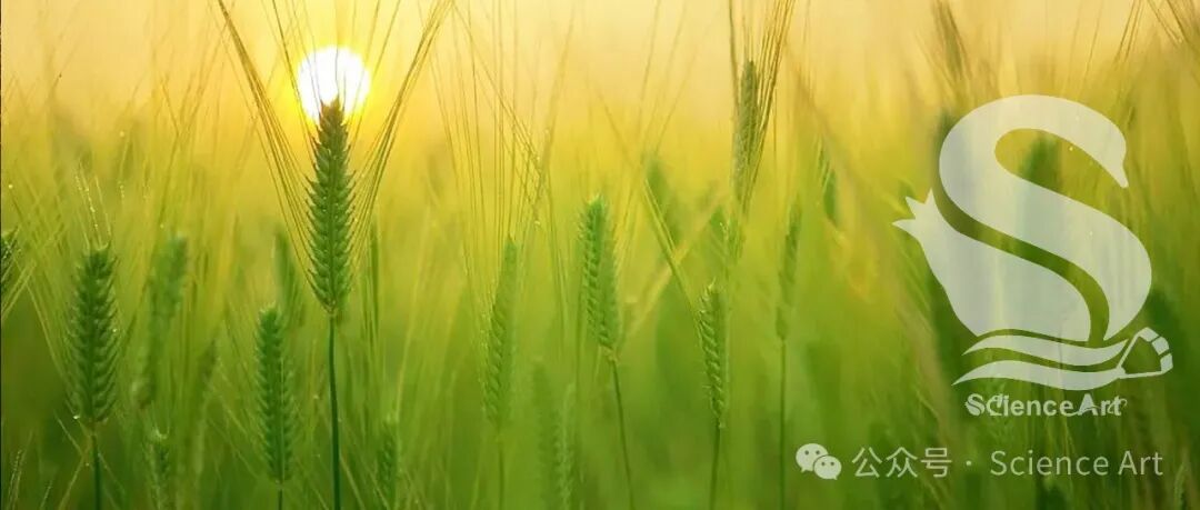 Science | 挑战达尔文进化理论，进化快一步，复苏有出路：极端干旱后，植物用“超能力”自救