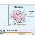 Cancer Res | 刘静/郝继辉/俞晓立：揭示SDC1\u207A CAF打造肿瘤“乳酸超级工厂”驱动放疗抵抗