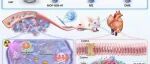 Adv Sci | 广州医科大学宫腾等团队为“抗癌武器”装上“智能盾牌”：新型纳米颗粒让阿霉素既能精准杀癌，又自带“解毒剂”保护心脏